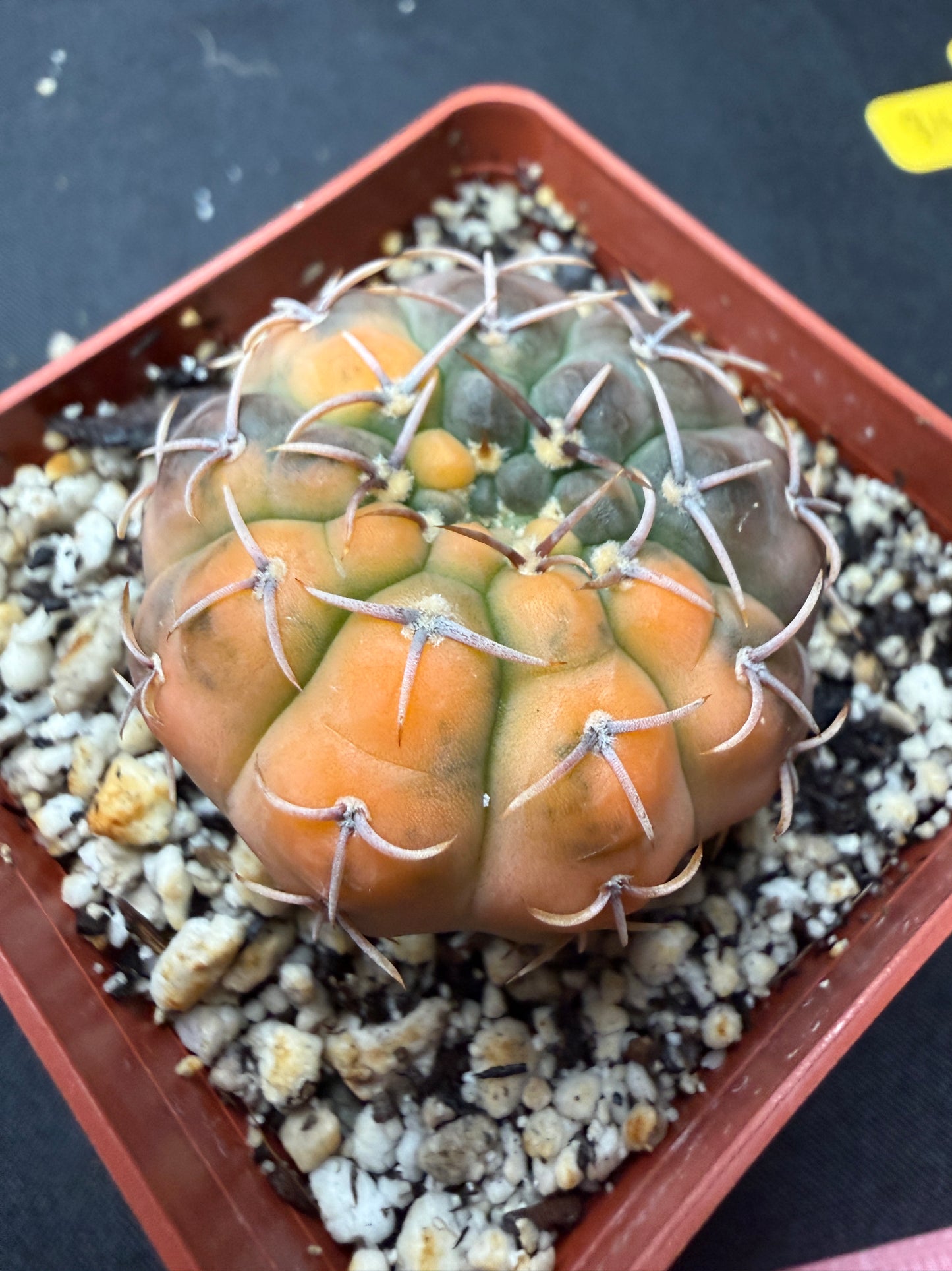 Gymnocalycium ochoterranae variegated 809