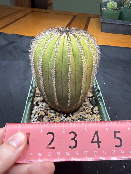Uebelmannia multicostatus large with character 4861