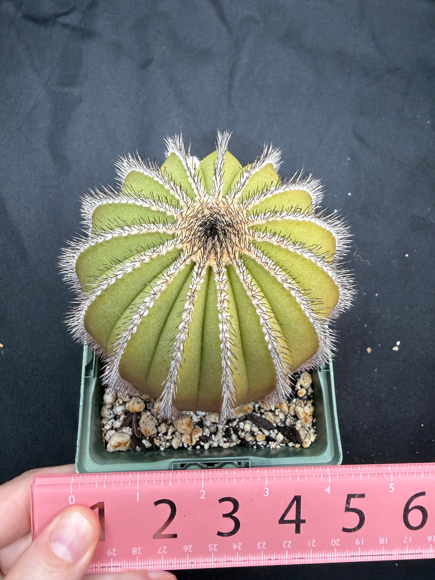 Uebelmannia multicostatus large with character 4861