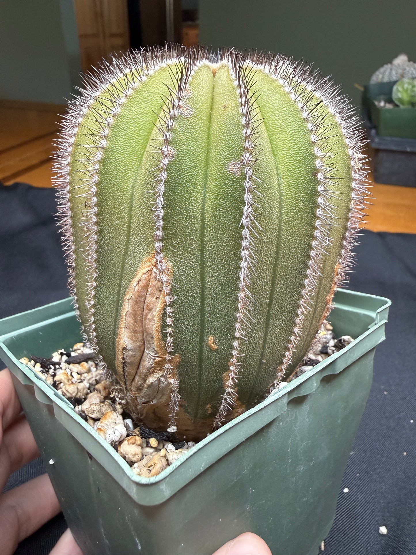 Uebelmannia multicostatus large with character 4861