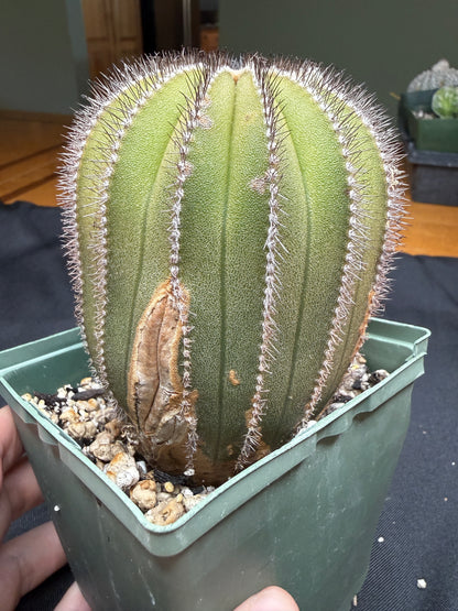 Uebelmannia multicostatus large with character 4861