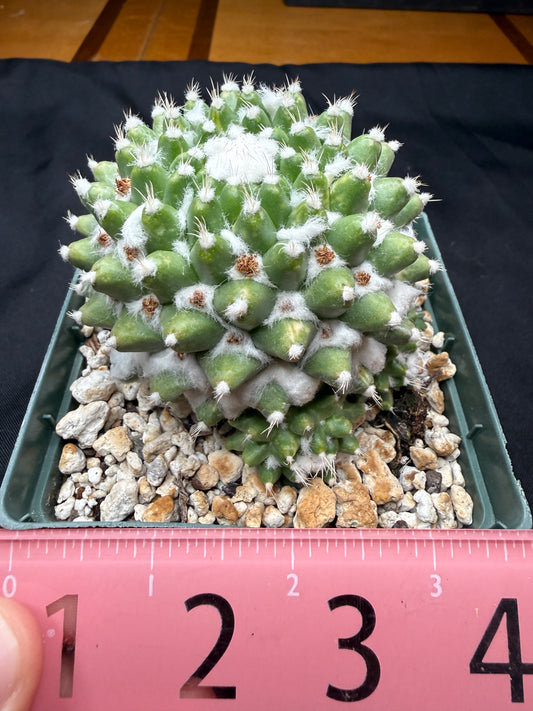 Mammillaria erusamu variegated 814