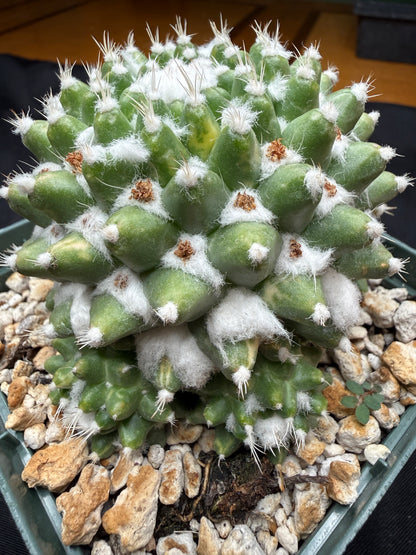 Mammillaria erusamu variegated 814