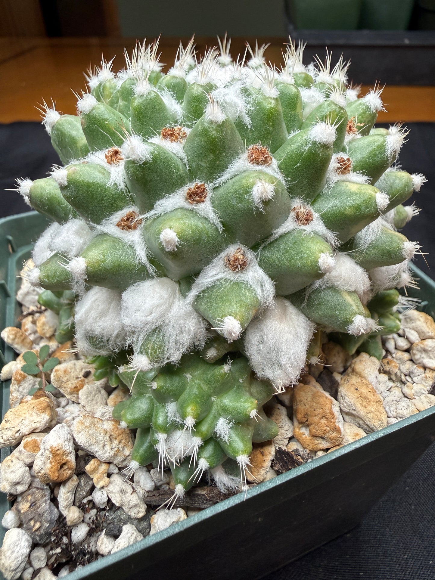 Mammillaria erusamu variegated 814