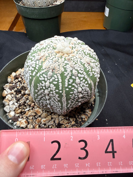 Astrophytum super kabuto 808 very nice
