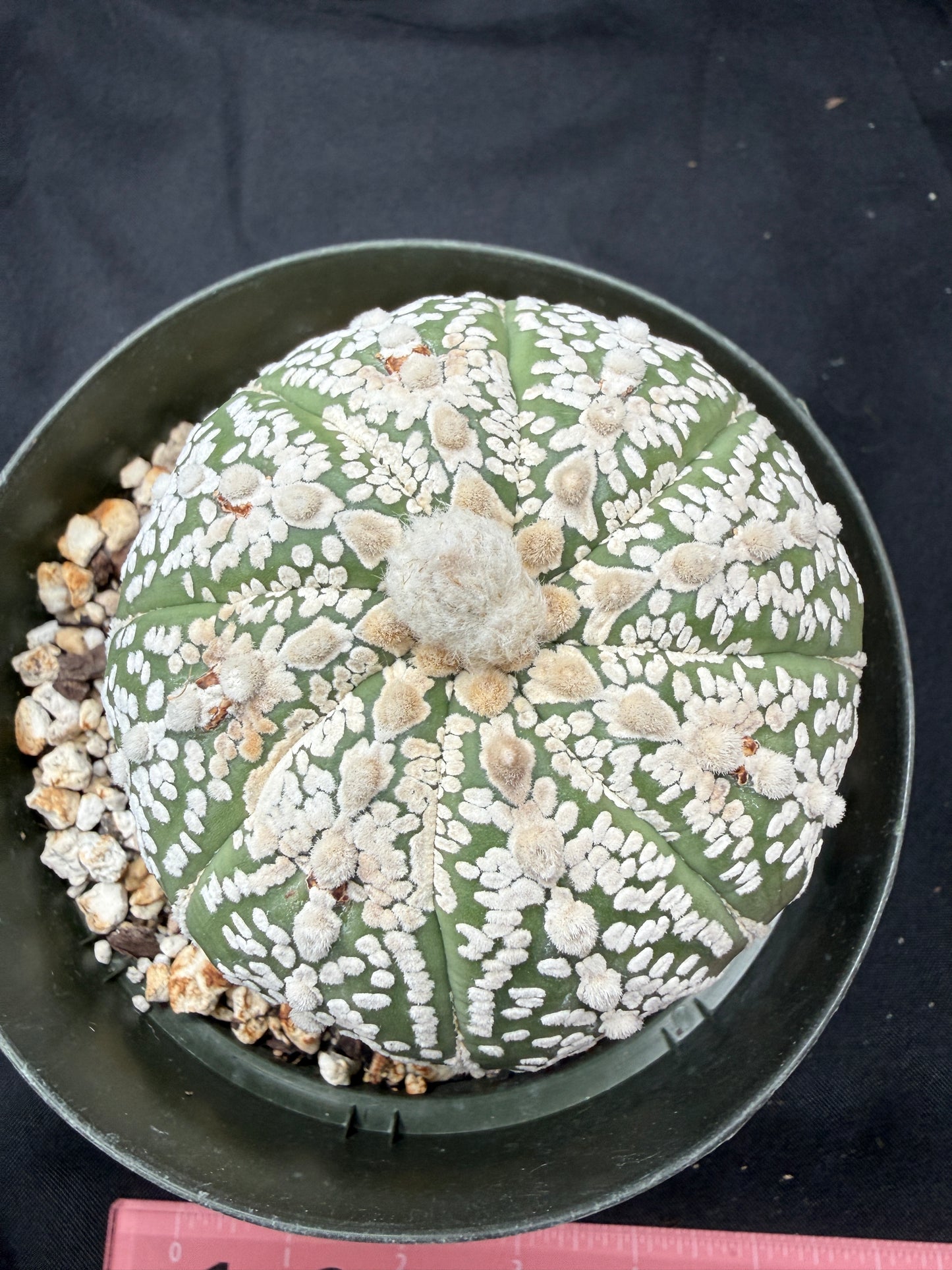 Astrophytum super kabuto 808 very nice