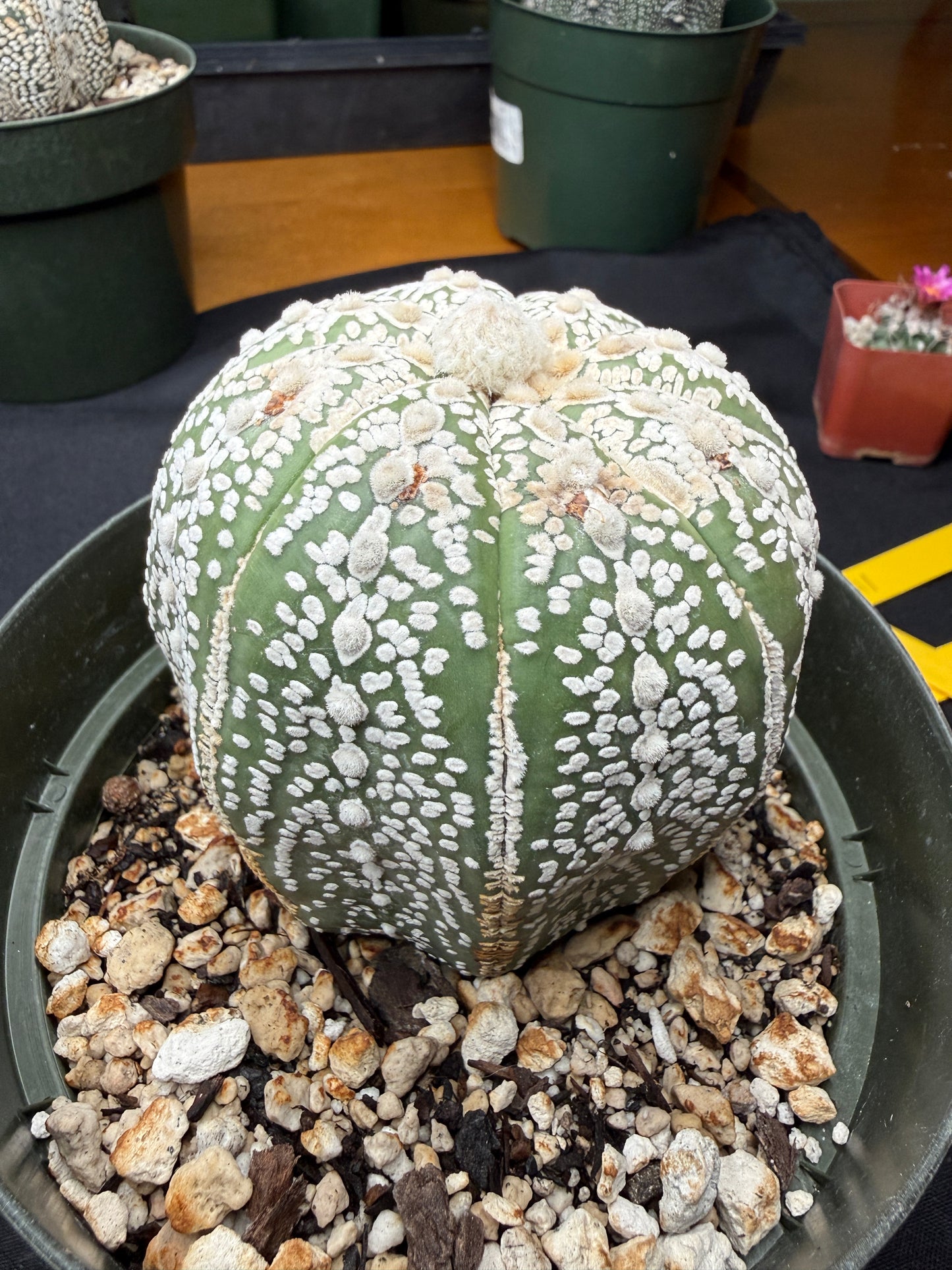 Astrophytum super kabuto 808 very nice