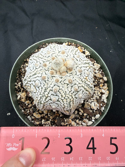 Astrophytum super kabuto v type squid 811