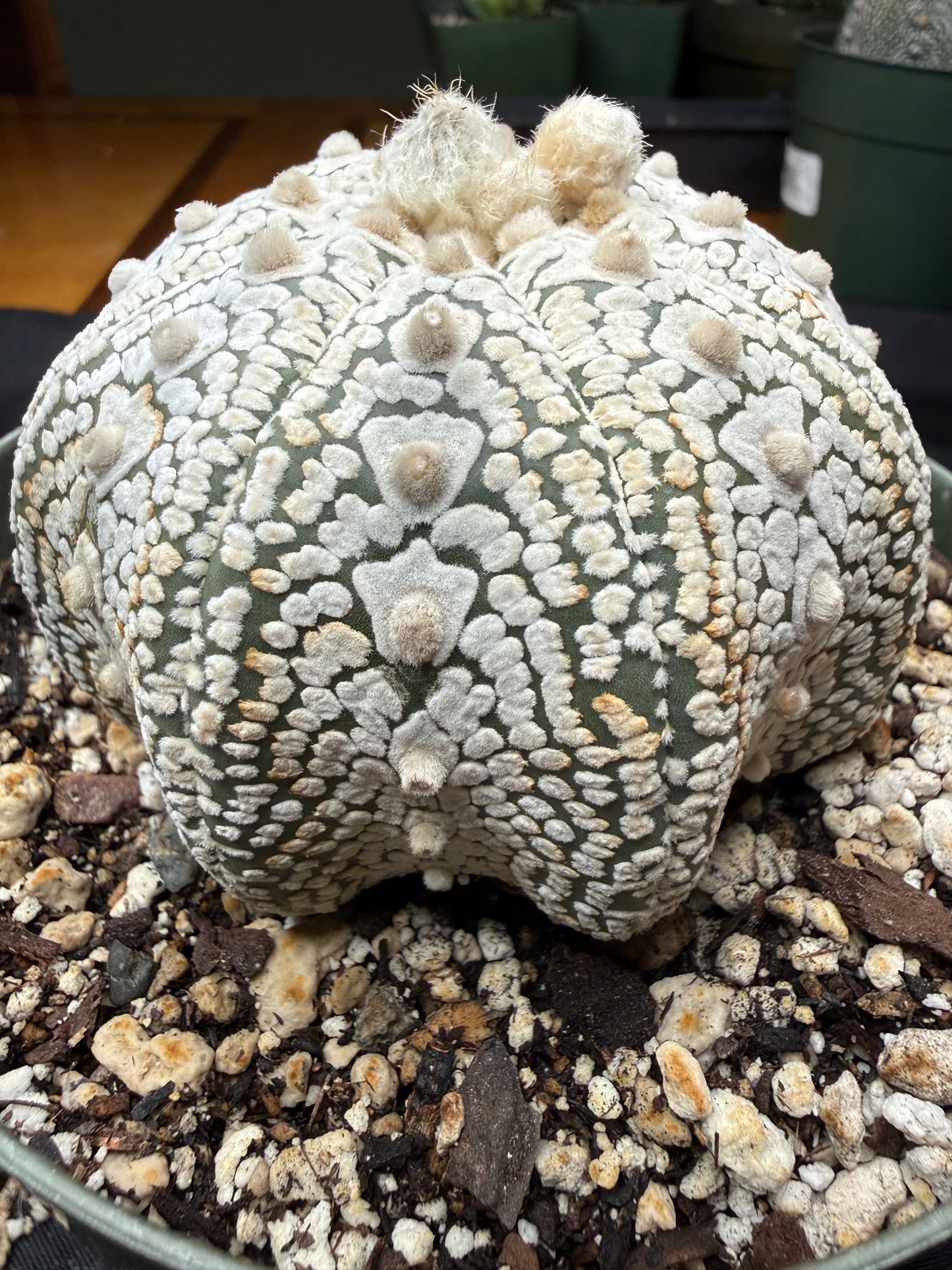 Astrophytum super kabuto v type squid 811