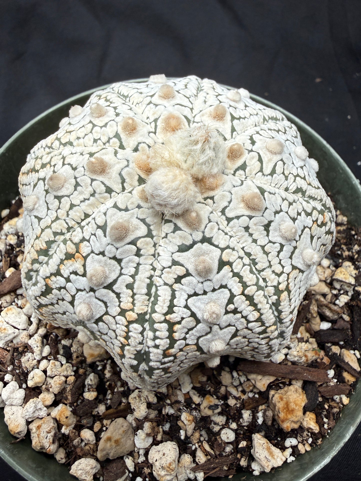 Astrophytum super kabuto v type squid 811