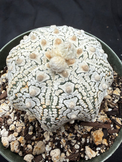 Astrophytum super kabuto v type squid 811
