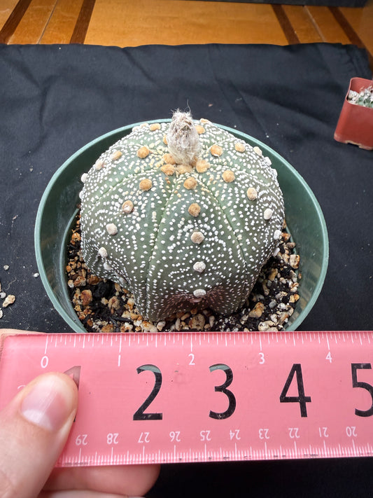 Astrophytum asterias large  706