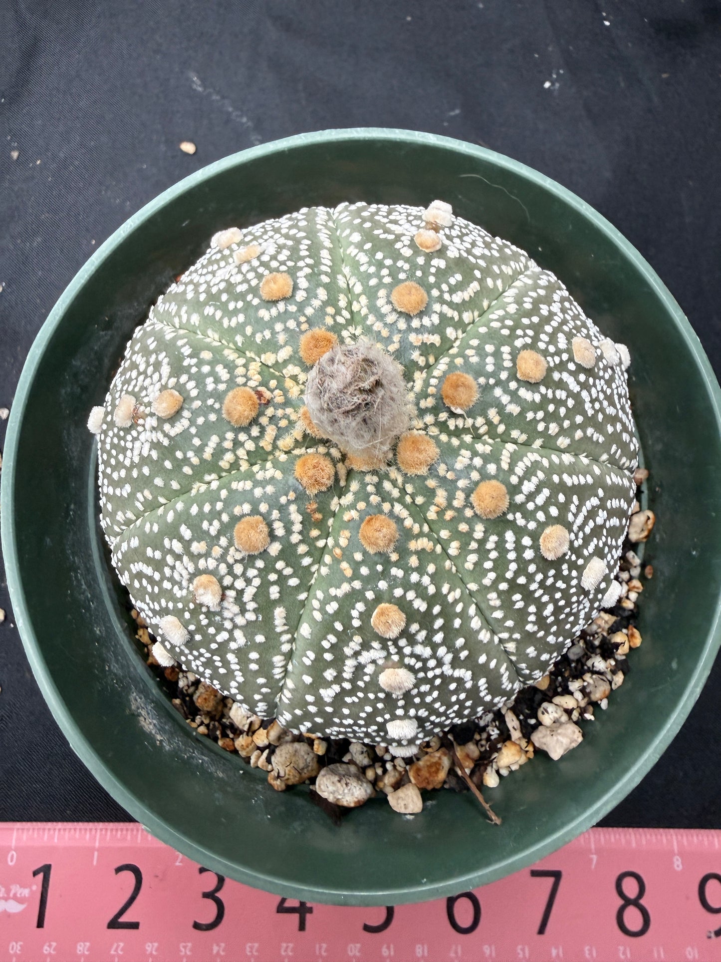 Astrophytum asterias large  706