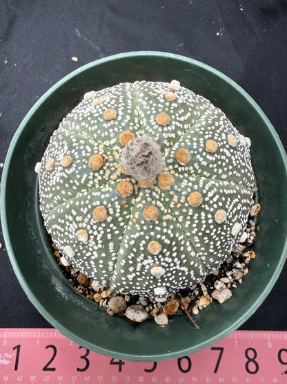 Astrophytum asterias large  706