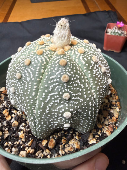 Astrophytum asterias large  706