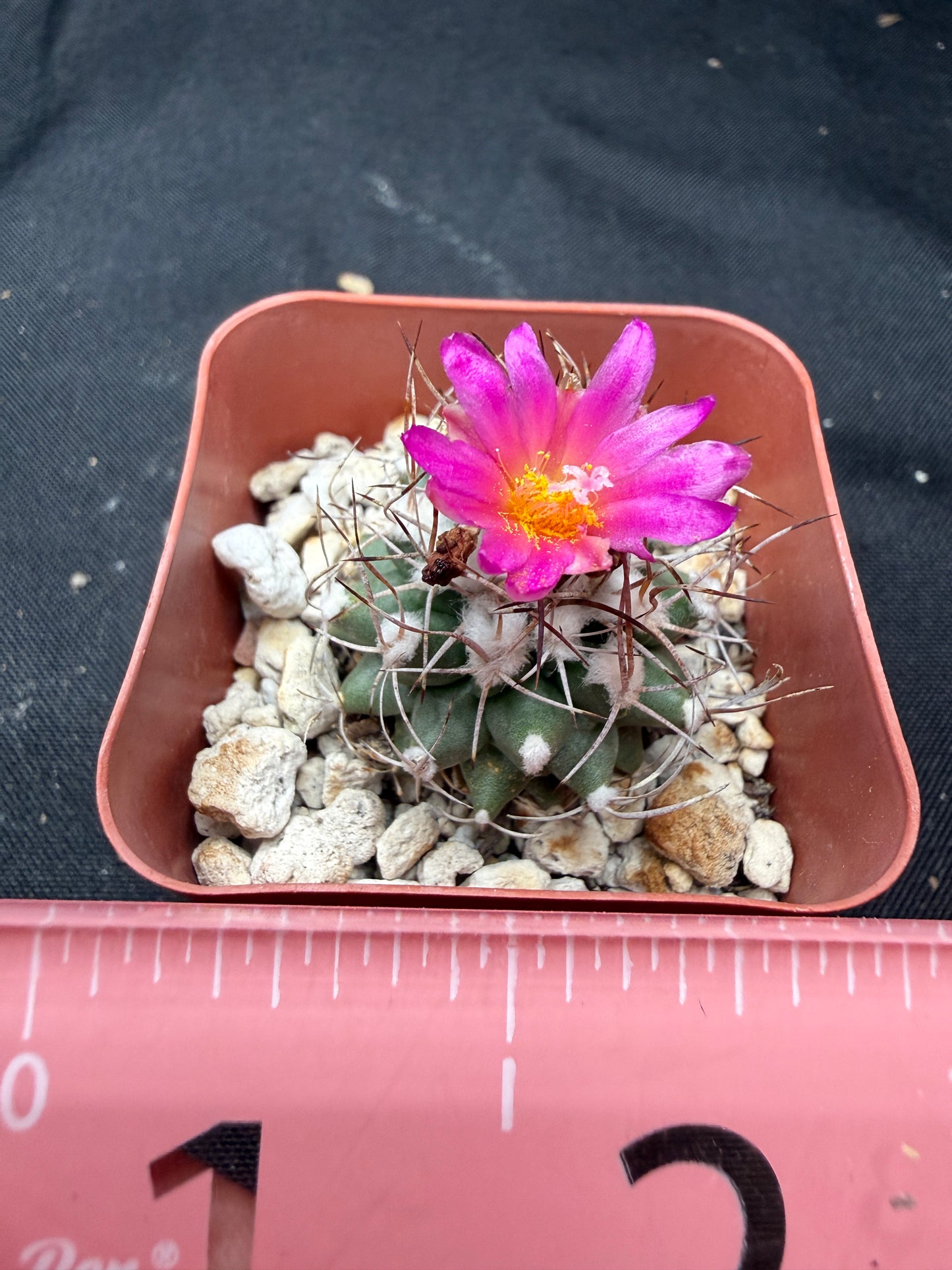 Turbinicarpus nikolae rare 825