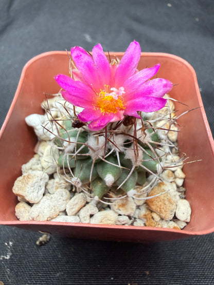 Turbinicarpus nikolae rare 825
