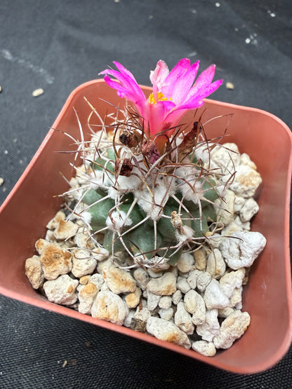 Turbinicarpus nikolae rare 825