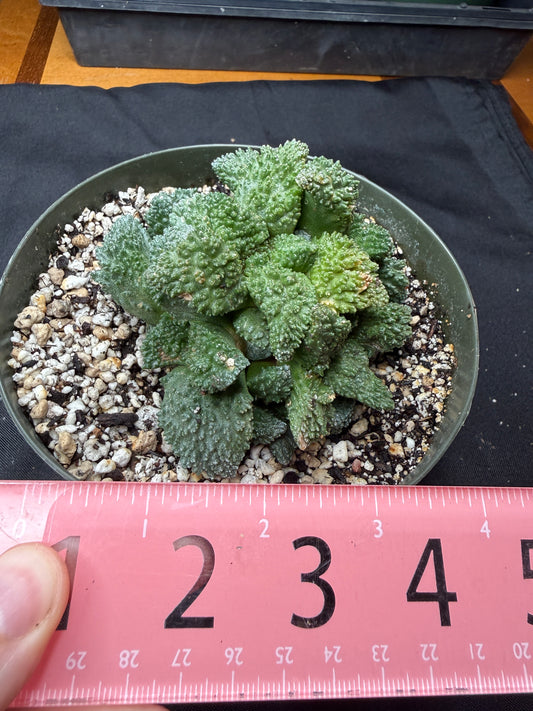 Ariocarpus Godzilla cluster on short graft 1426
