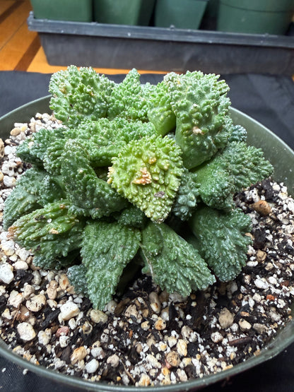 Ariocarpus Godzilla cluster on short graft 1426
