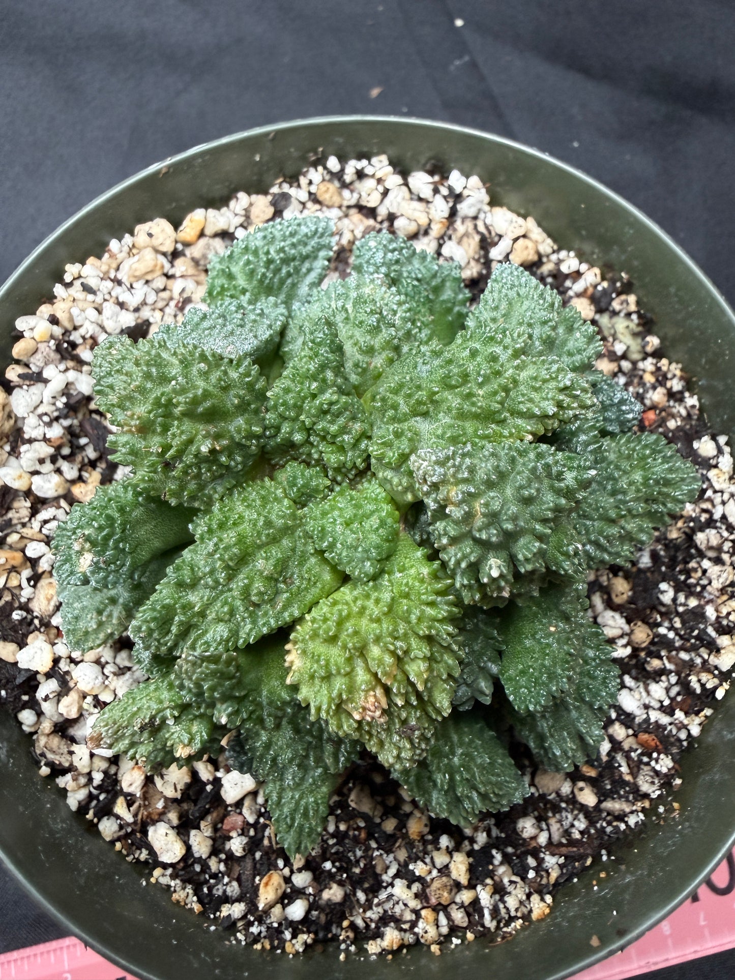 Ariocarpus Godzilla cluster on short graft 1426