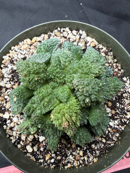 Ariocarpus Godzilla cluster on short graft 1426