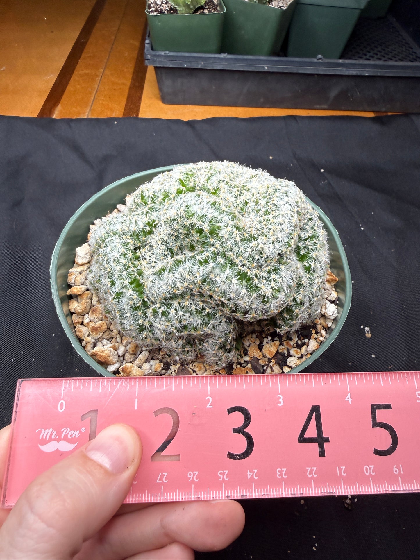 Mammillaria scheideana crest large 826