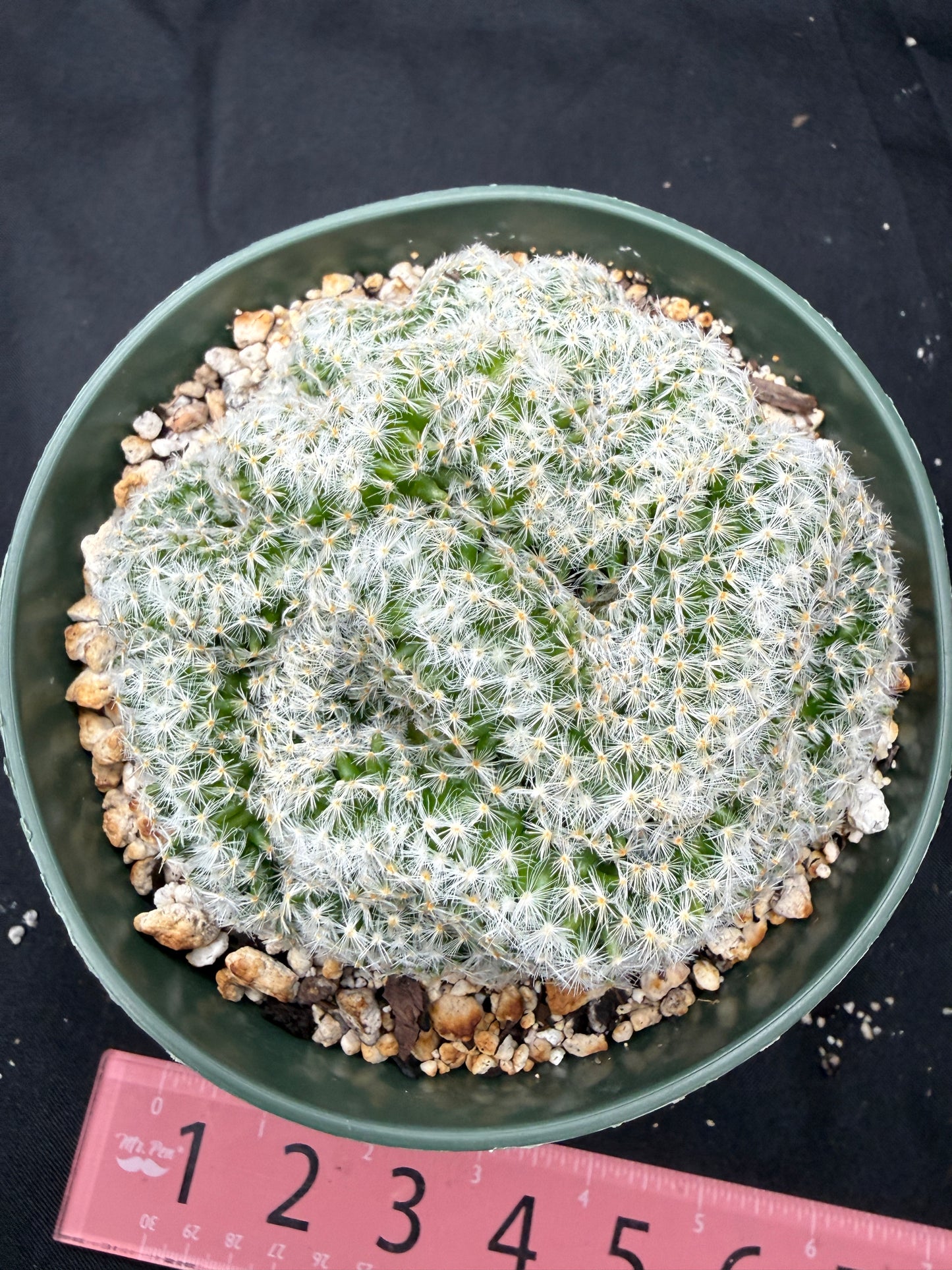 Mammillaria scheideana crest large 826