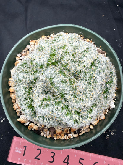 Mammillaria scheideana crest large 826