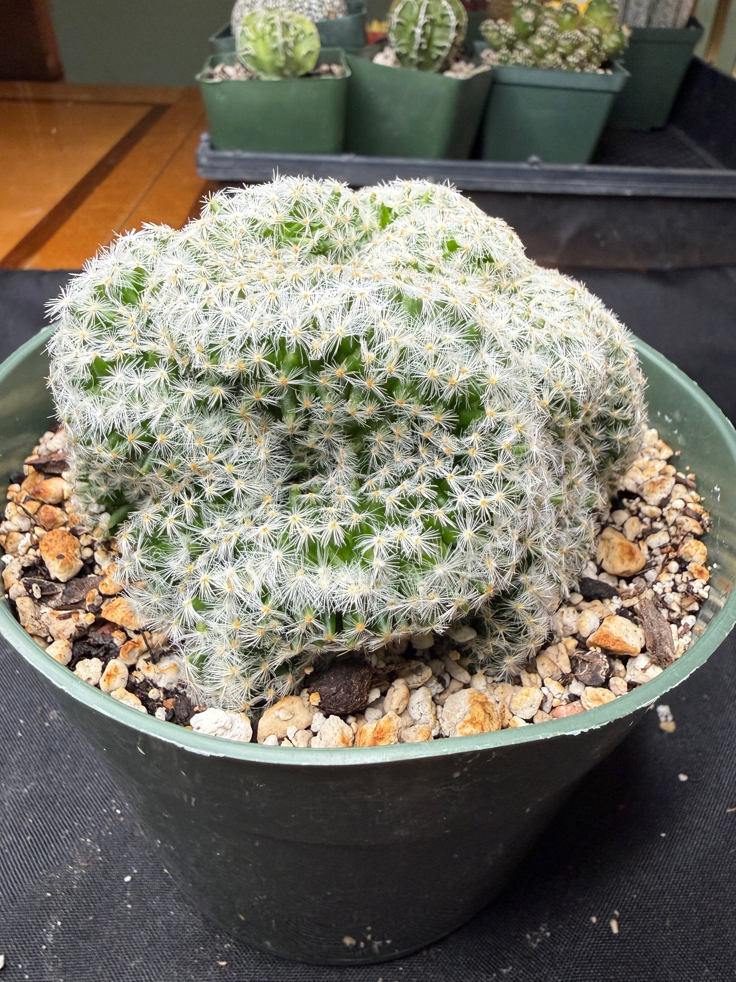 Mammillaria scheideana crest large 826