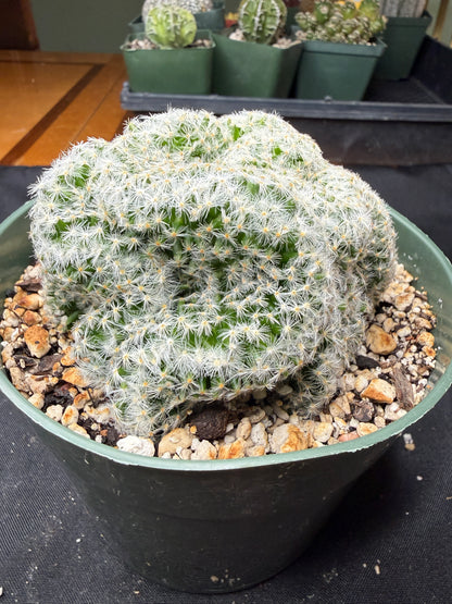 Mammillaria scheideana crest large 826