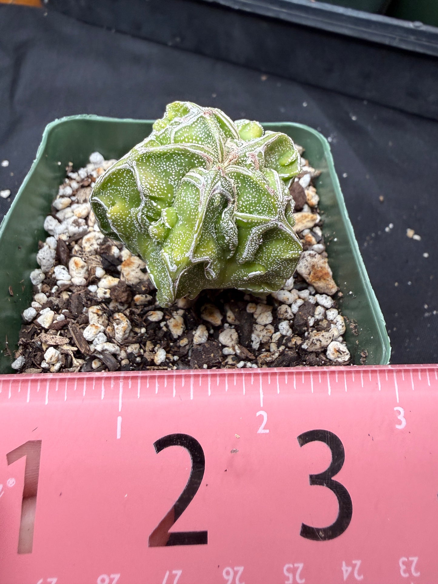 Astrophytum myriostigma fukuryu 822