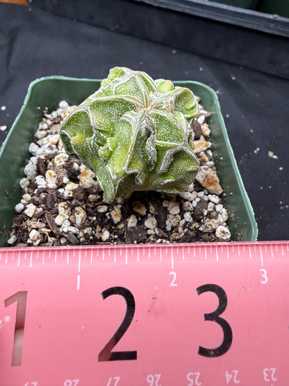 Astrophytum myriostigma fukuryu 822