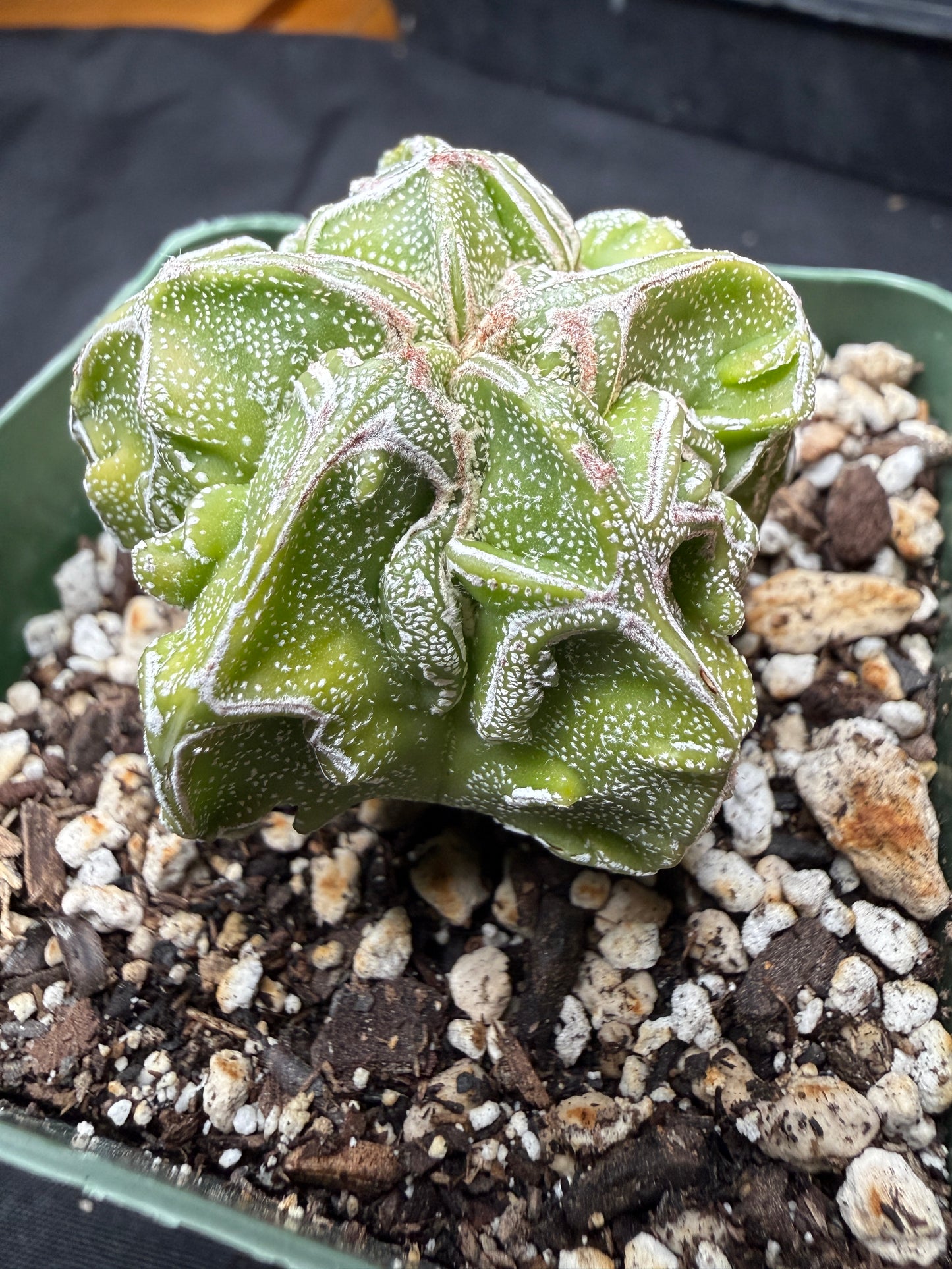 Astrophytum myriostigma fukuryu 822