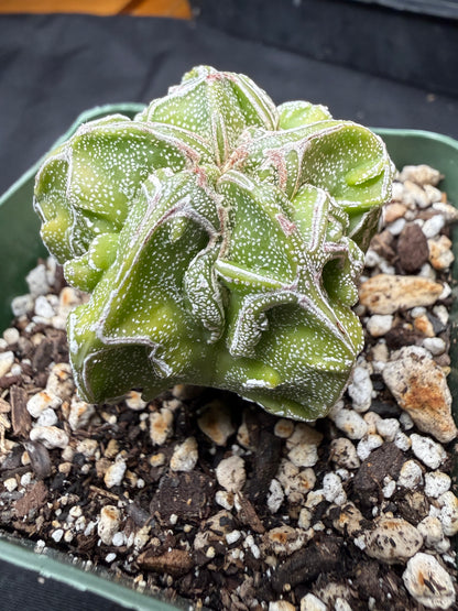 Astrophytum myriostigma fukuryu 822
