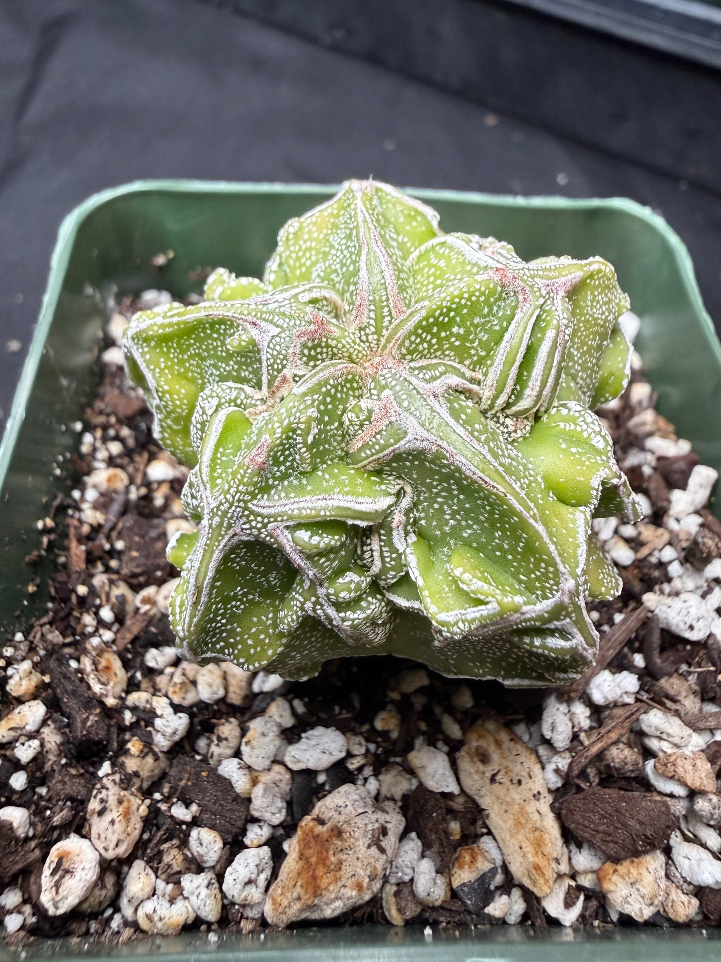 Astrophytum myriostigma fukuryu 822