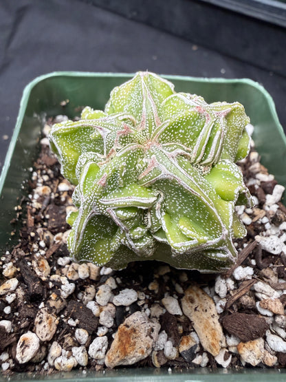 Astrophytum myriostigma fukuryu 822