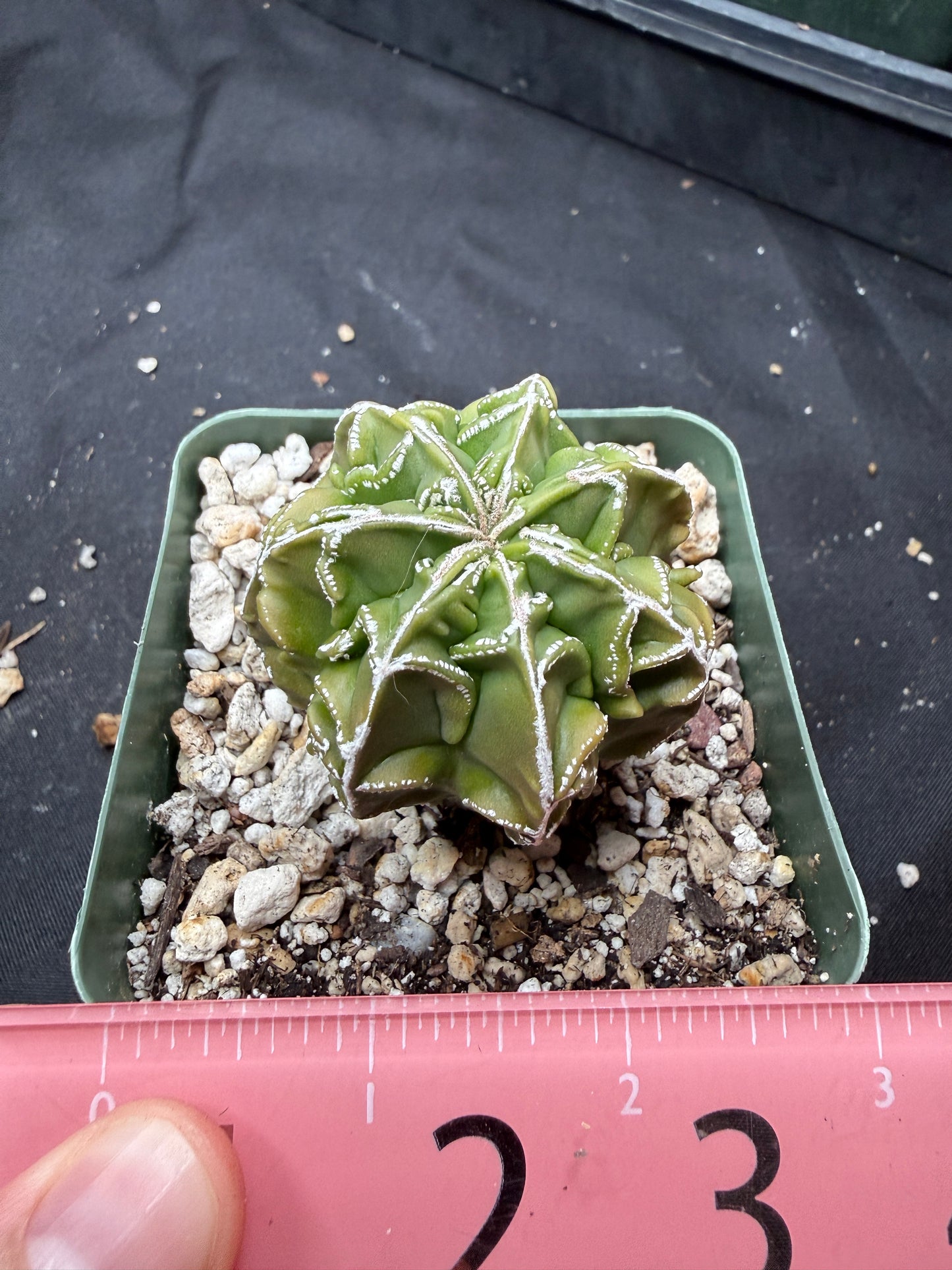 Astrophytum myriostigma fukuryu 820