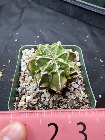 Astrophytum myriostigma fukuryu 820