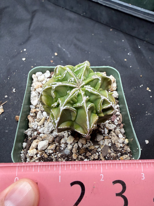 Astrophytum myriostigma fukuryu 820