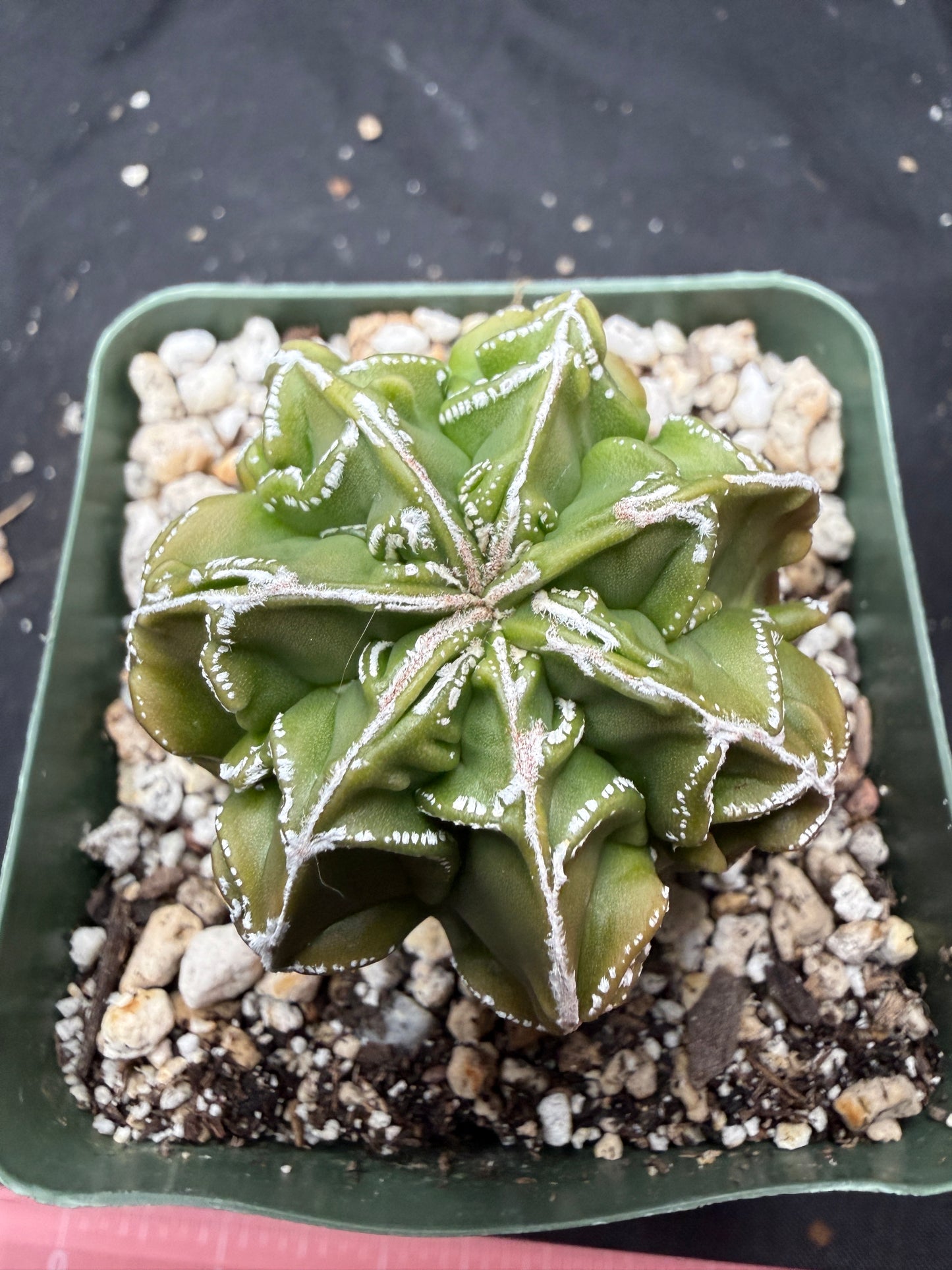 Astrophytum myriostigma fukuryu 820