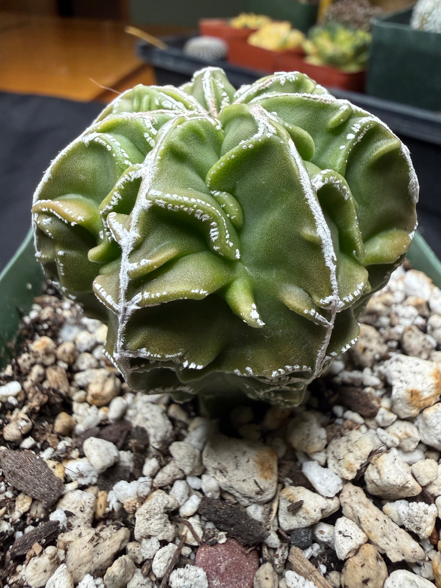 Astrophytum myriostigma fukuryu 820