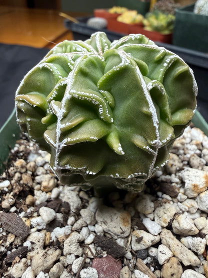 Astrophytum myriostigma fukuryu 820