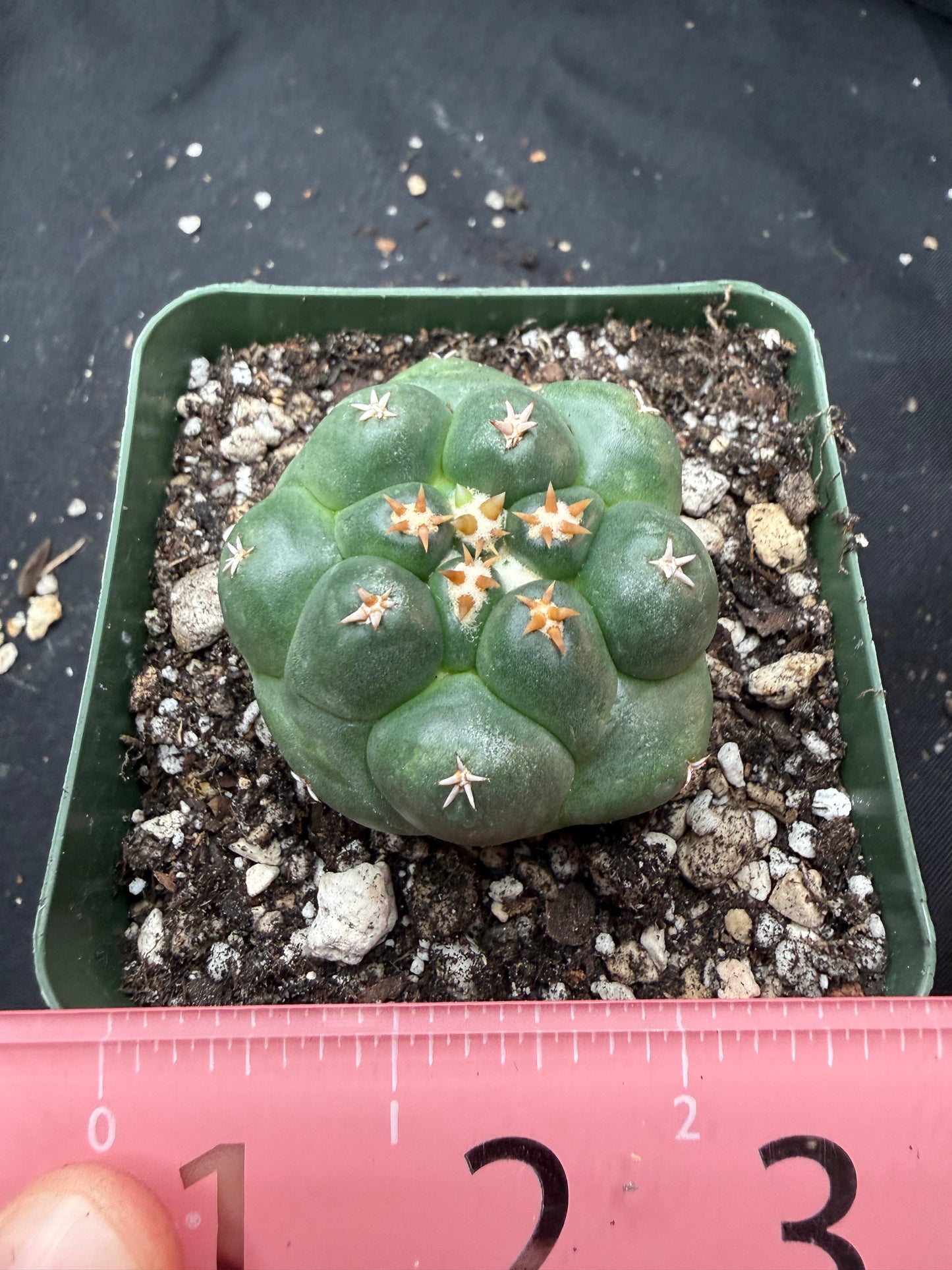Coryphantha tanshi 329