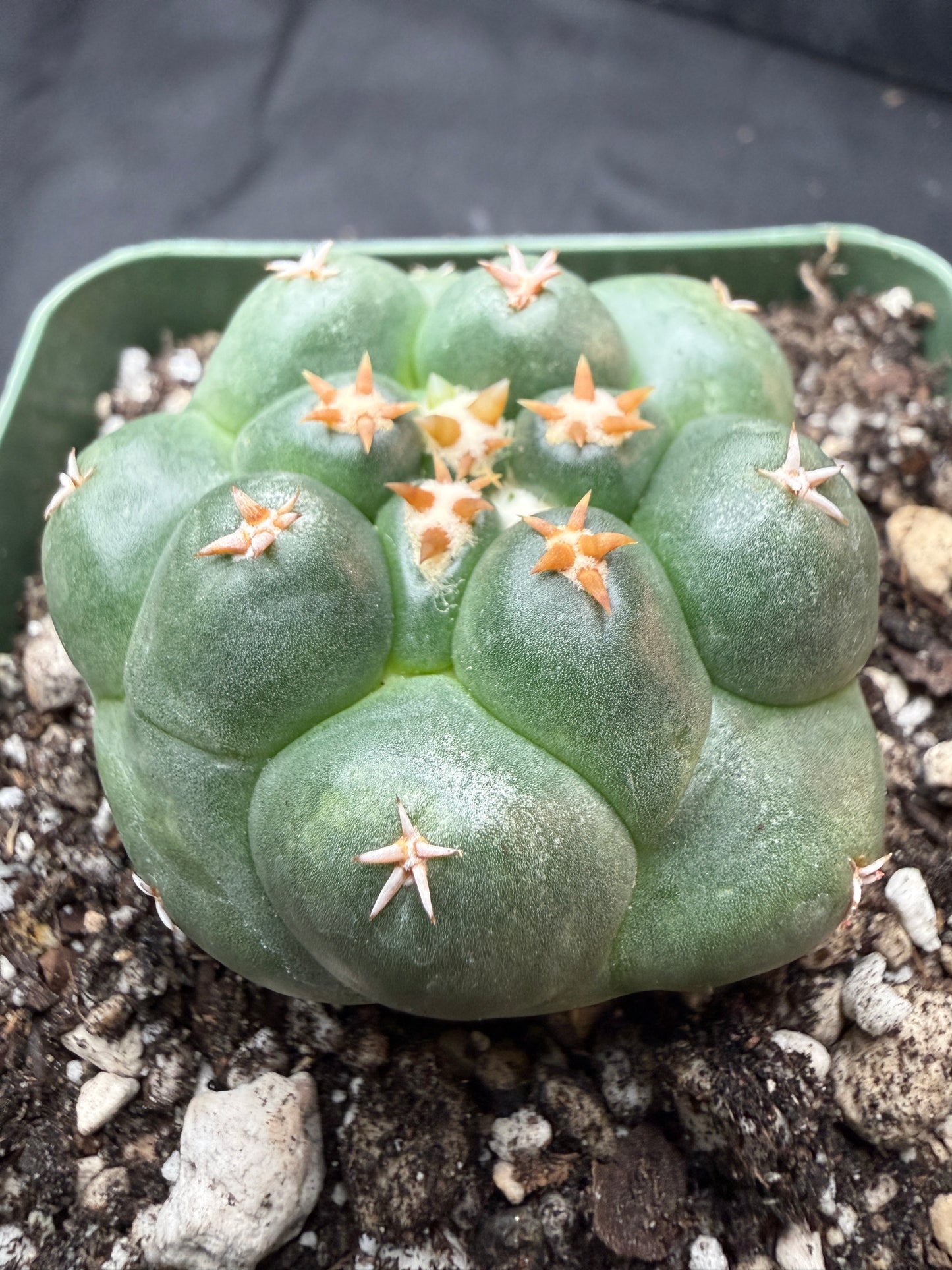 Coryphantha tanshi 329