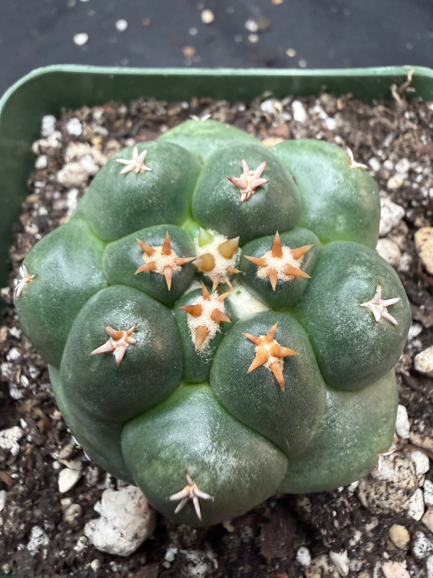Coryphantha tanshi 329