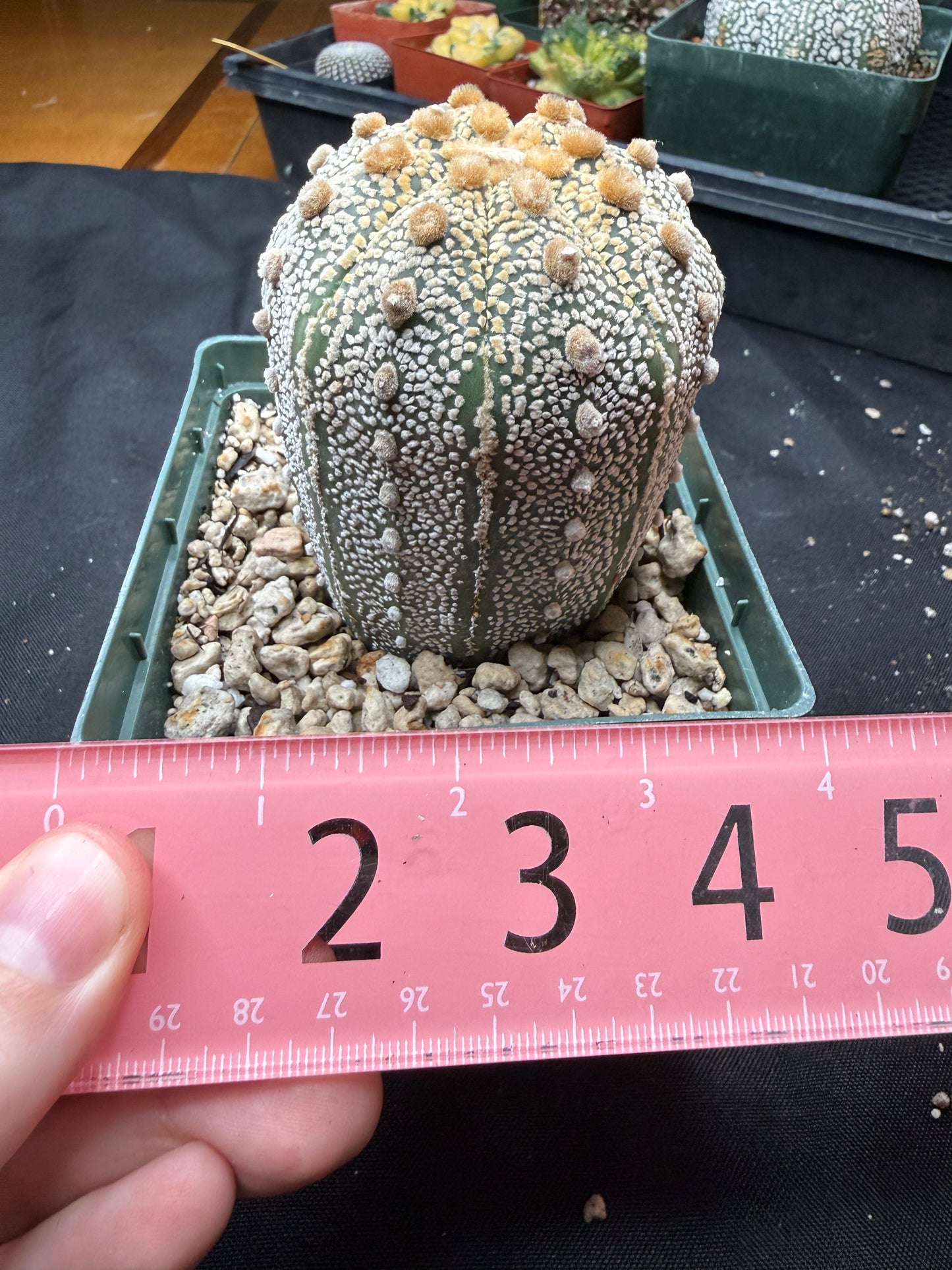 Astrophytum super kabuto tall 818
