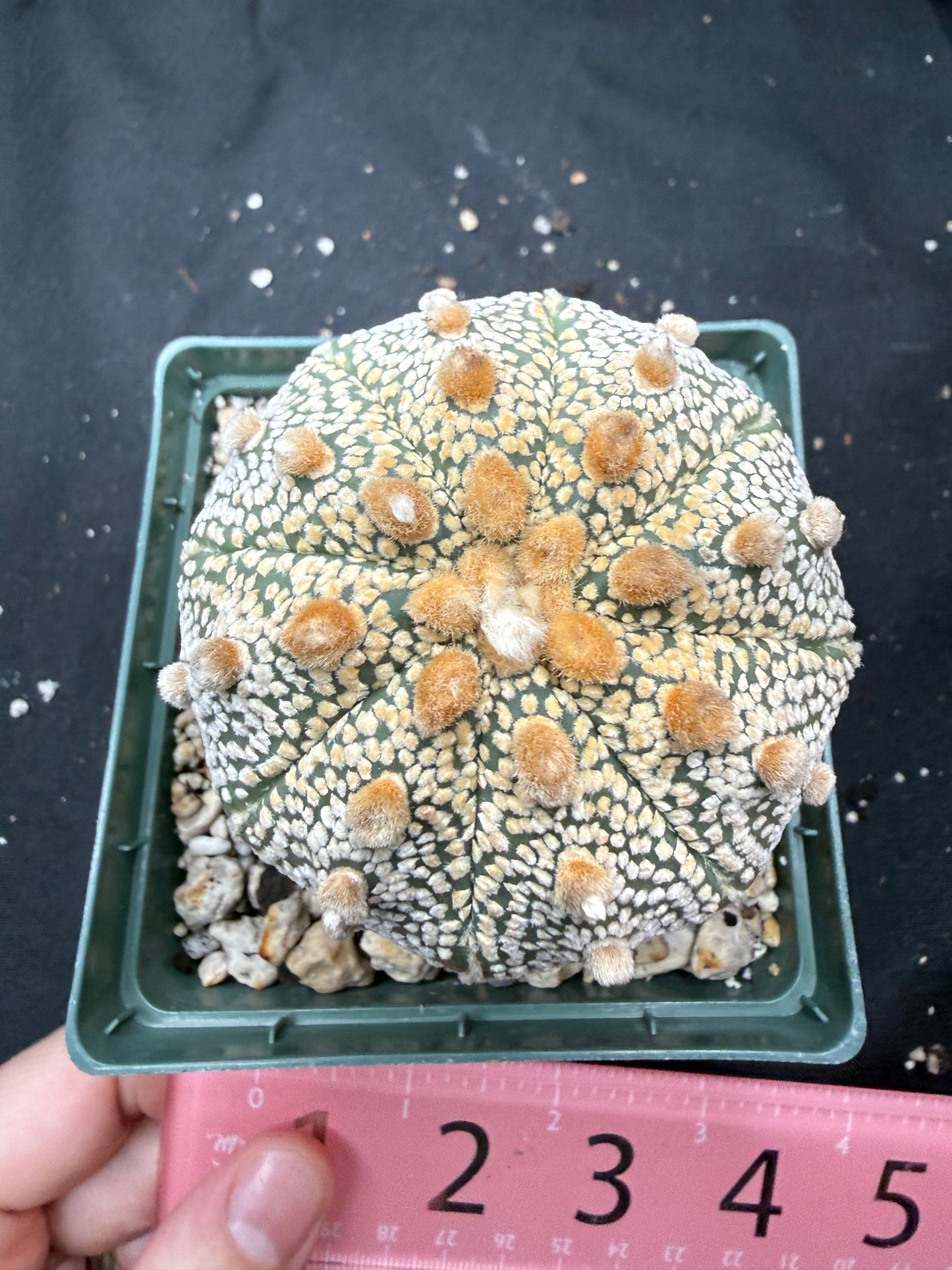 Astrophytum super kabuto tall 818