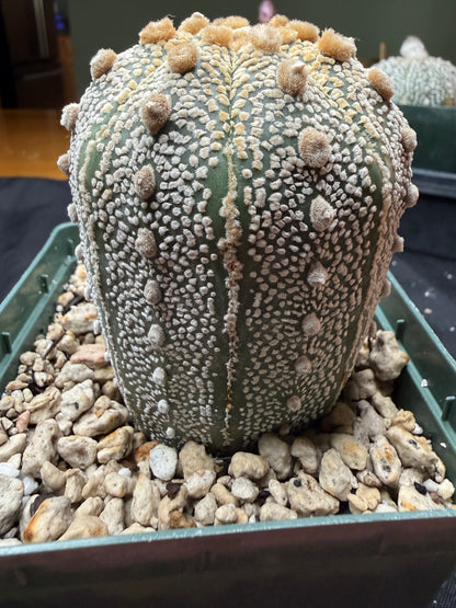 Astrophytum super kabuto tall 818