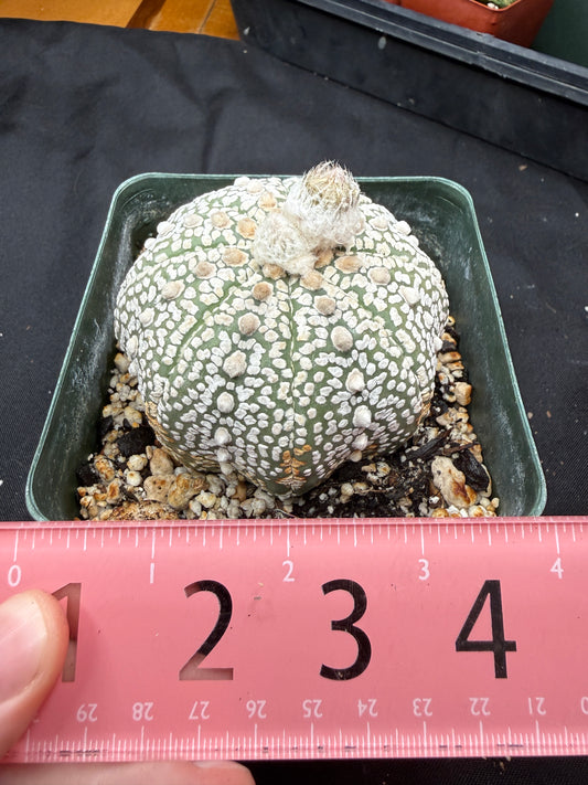 Astrophytum super kabuto very nice 821